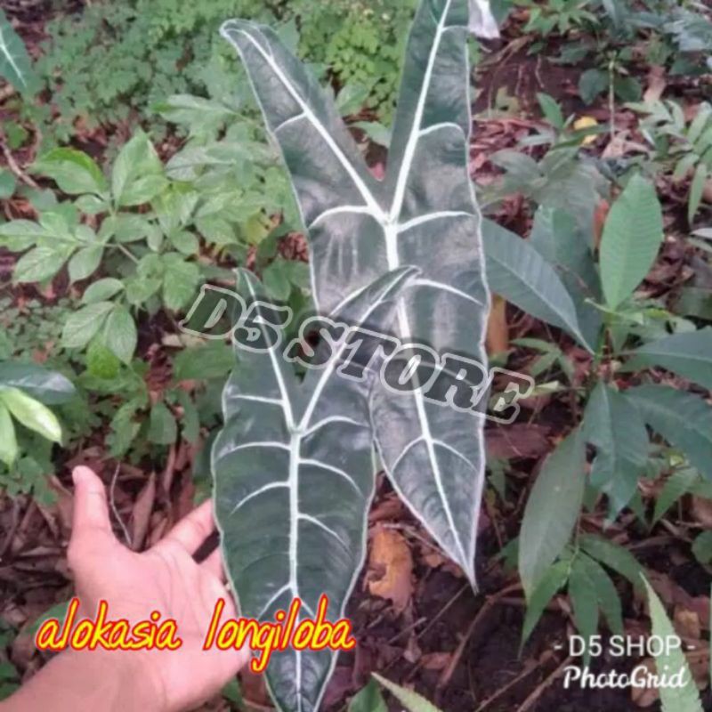 Alokasia silver 2-4 daun alokasia longiloba tanaman hias alokasia