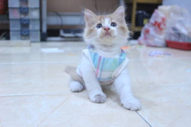 Baju simple ucansee motif kotak-kotak strip lucu / baju kucing murah size S M L XL