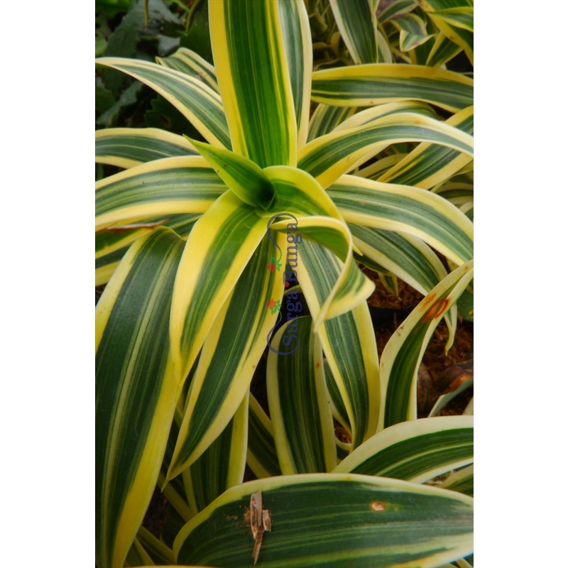 Tanaman Daun Dracaena Reflexa Song of India bergaransi