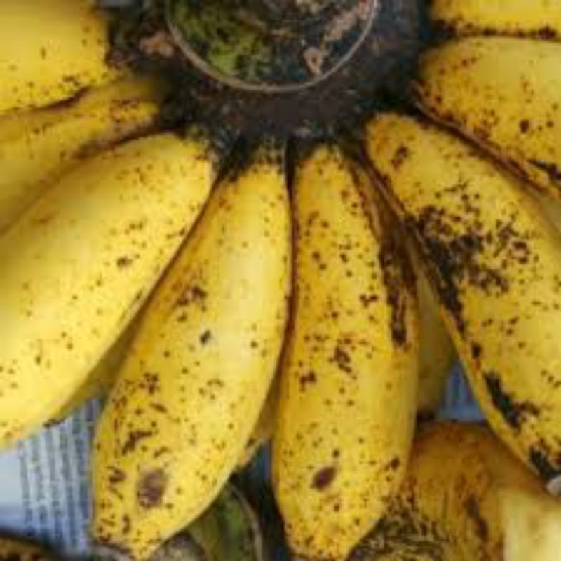 

pisangsusu khas
