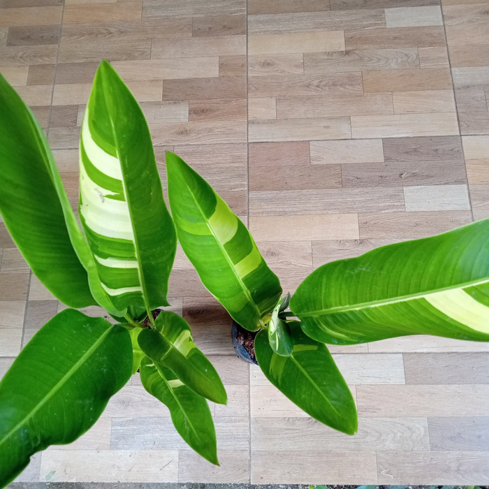 tanaman hias heliconia variegata/pisang pisangan variegata