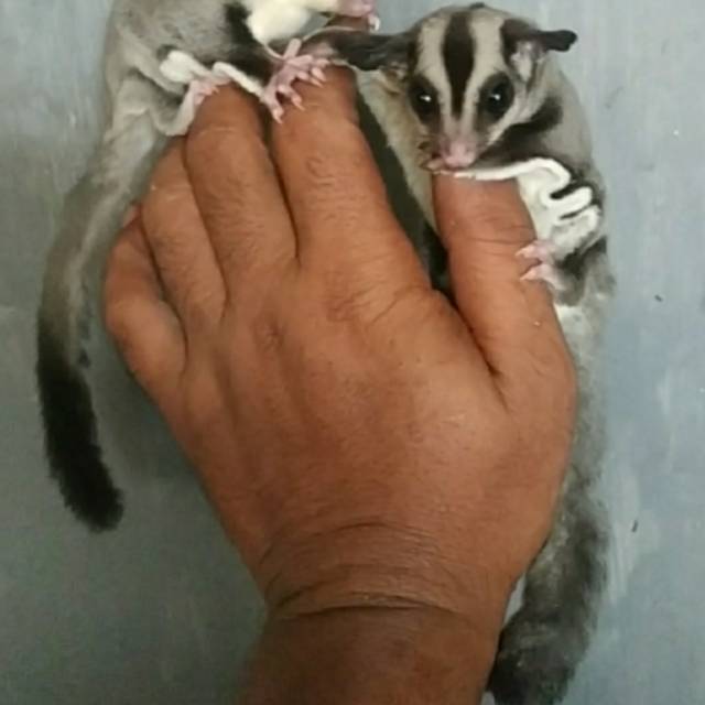 Sugar Glider Grey Het Albino