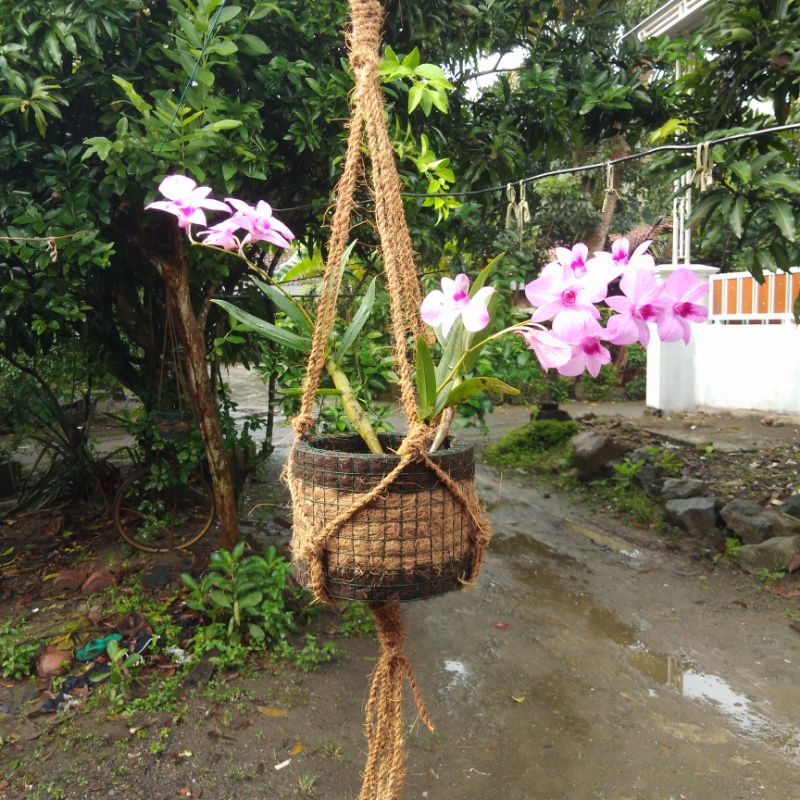 Pot Bunga Gantung Murah Anggrek Dedrobium Bulan Vanda Tempel Dinding Sabut Kelapa