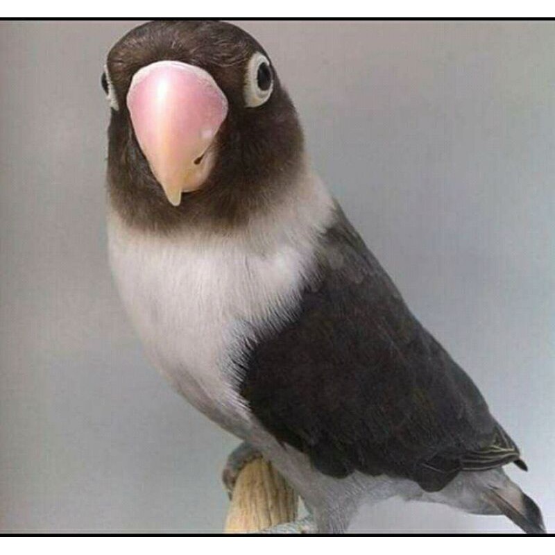 Burung Lovebird Batman