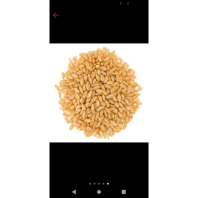 

biji gandum 100gram.MURAH!!!