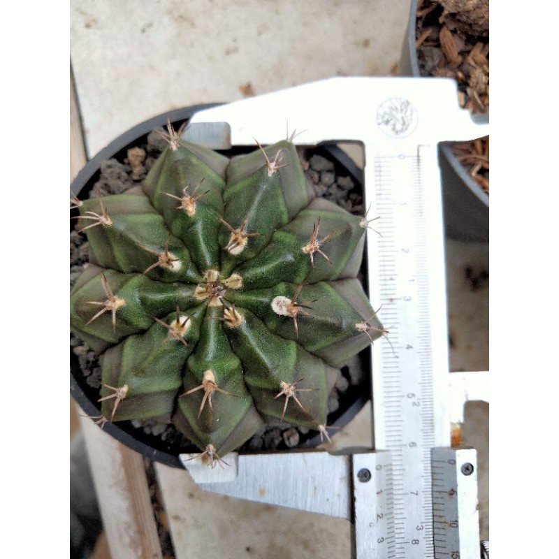 Gymnocalycium Mihanovichii