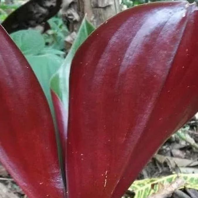 Tanaman hias pacing merah/tanaman pacing