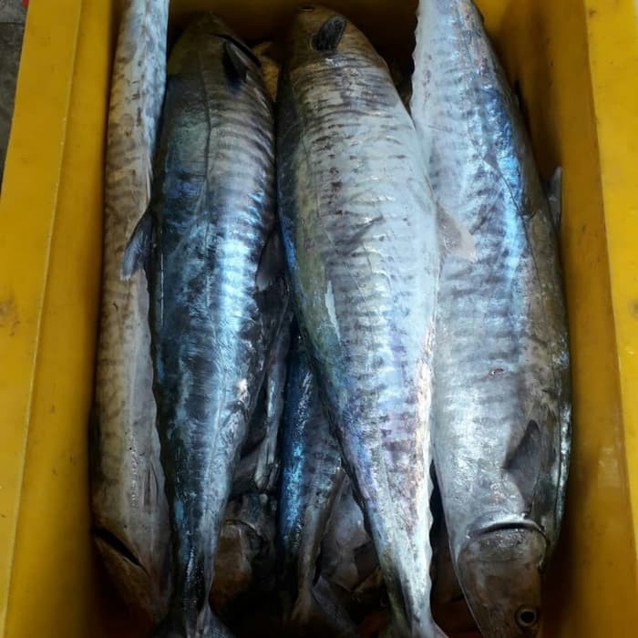 

Ay00! Ikan Tenggiri Giling Super 1 kg (Kualitas Ekspor) (Bogor)
