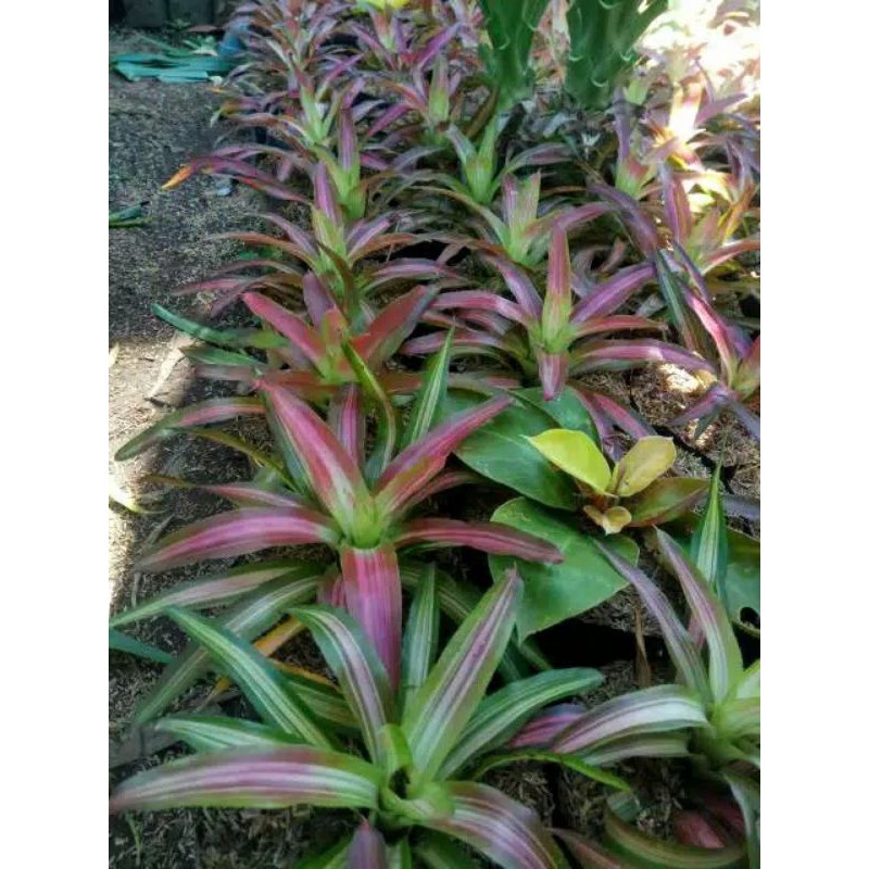 Bromelia tricolor pohon hidup