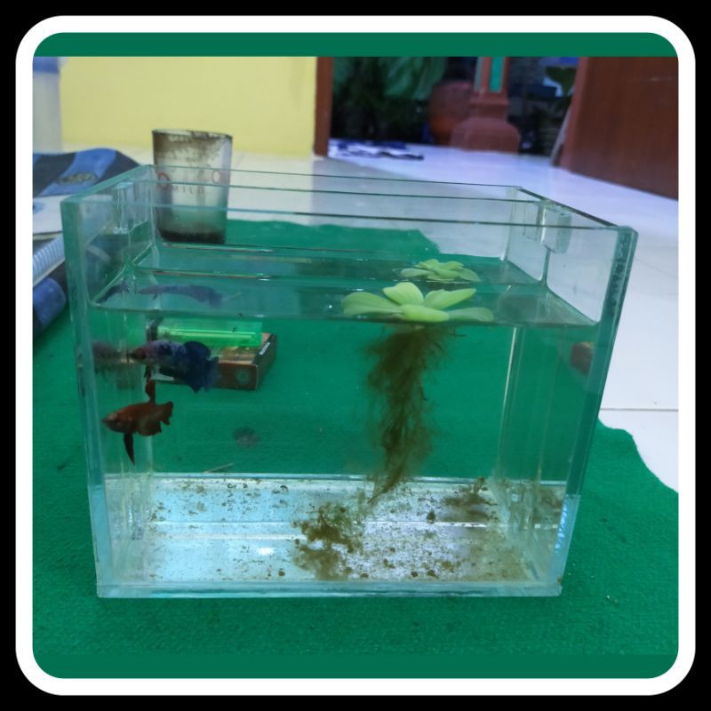 Jual Soliter Cupang Soliter Guppy Soliter Molly Soliter Ikan