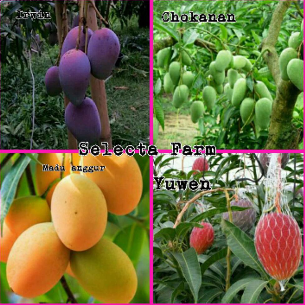 Benih Bibit Buah Paket 4 Bibit Buah Mangga =£1