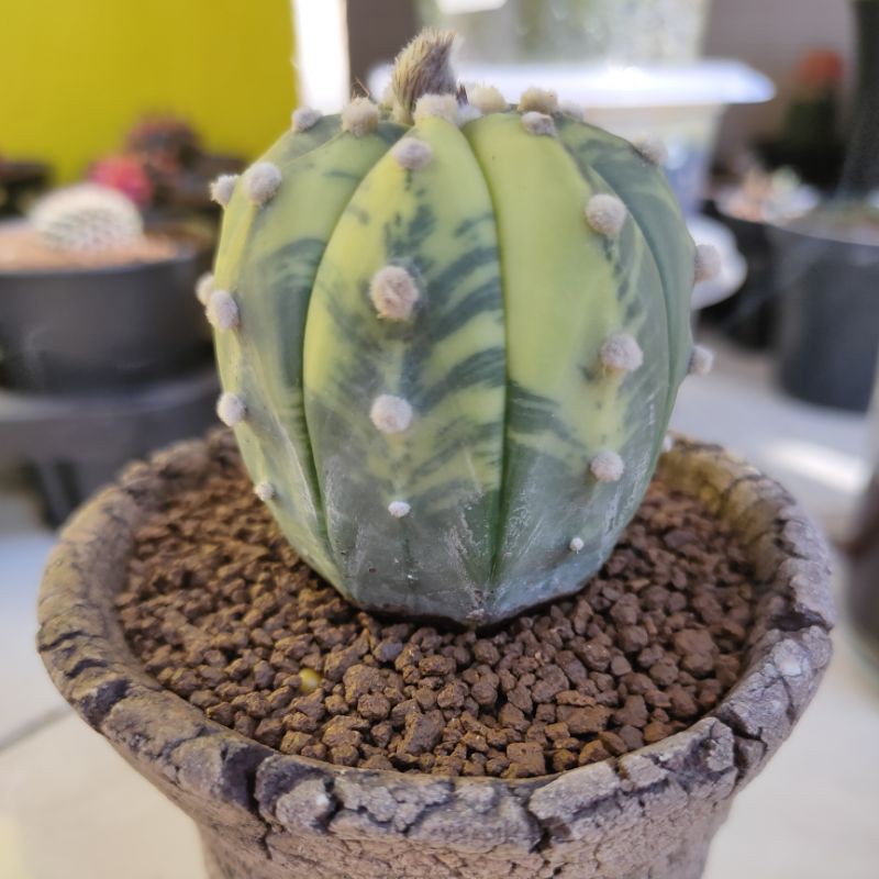 Astrophytum Asterias Variegata