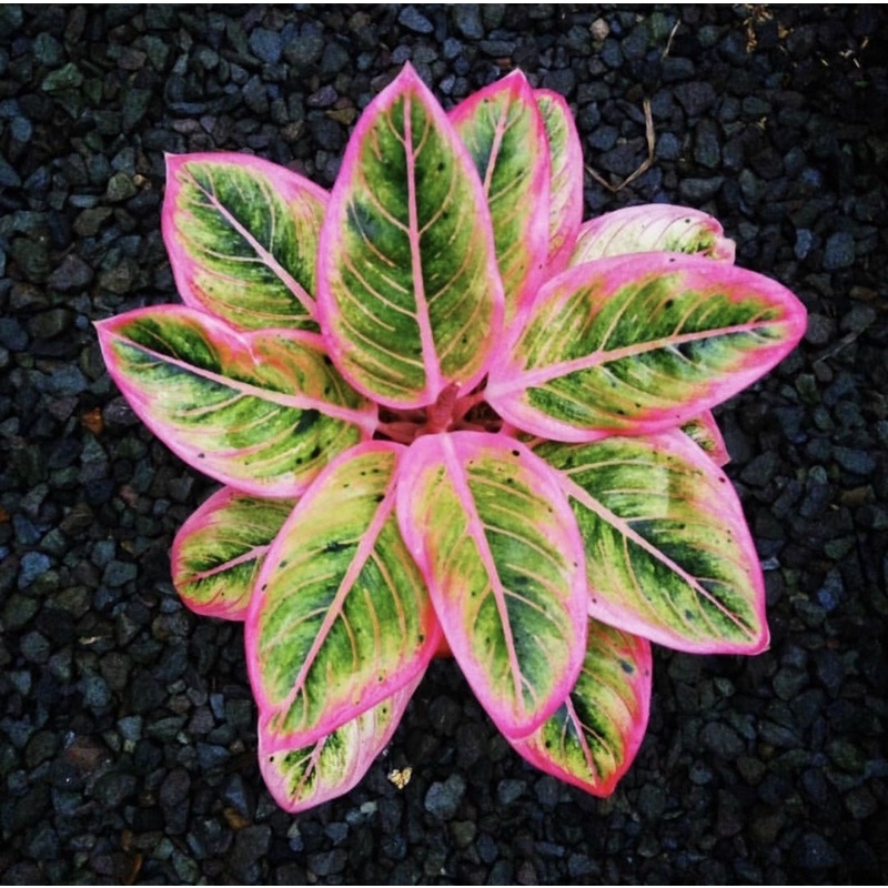 Tanaman hias aglonema lipstik klasik-aglonema-tanaman hias hidup-bunga hidup-tanaman aglonema-kemban