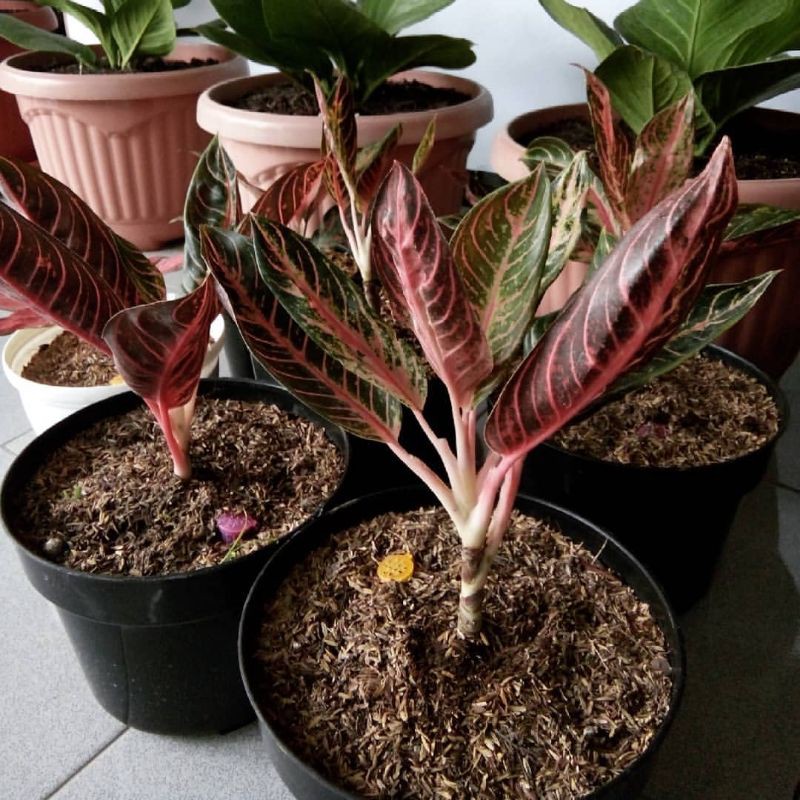 

bibit benih bonggolan aglonema red Sumatra