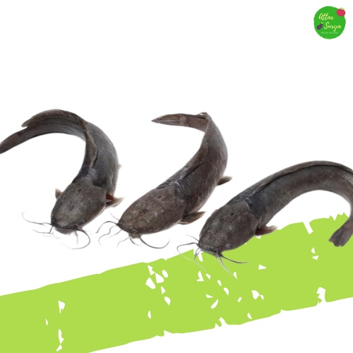 

Ikan Lele Segar / Fresh