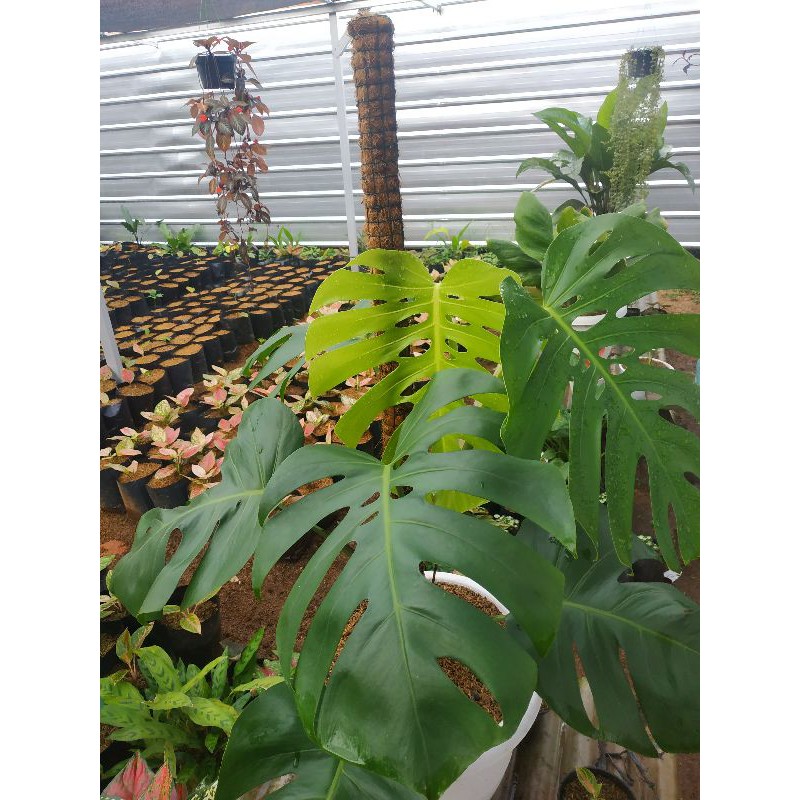 Monstera King / Tanaman Hias indor bonggol monstera king
