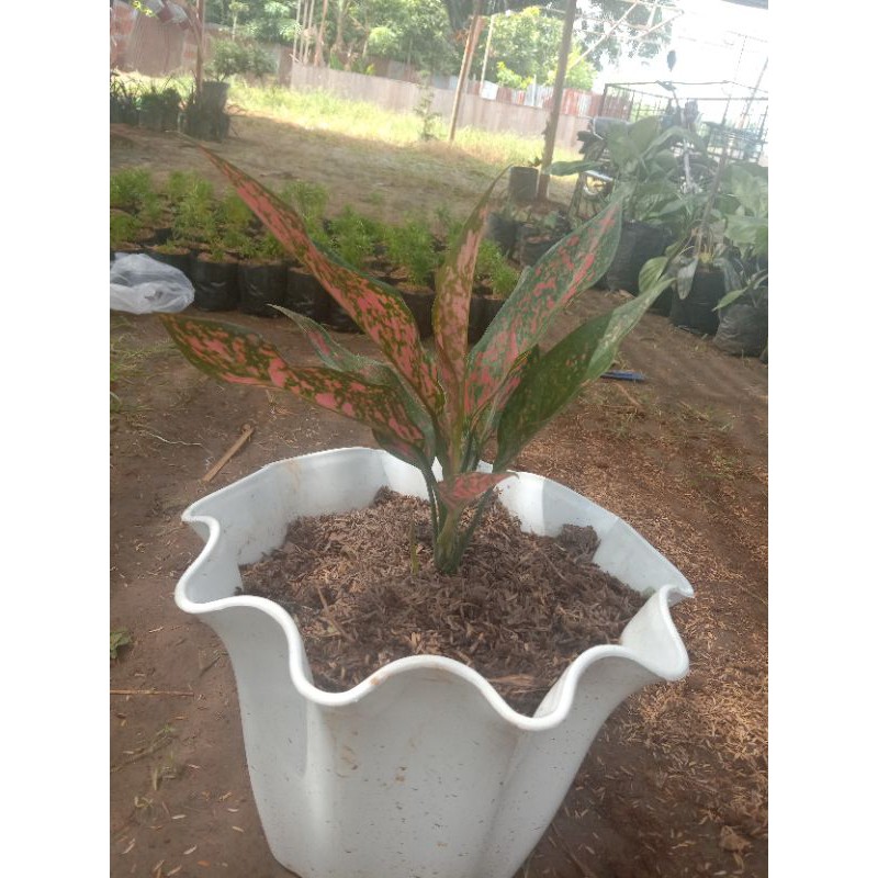 aglonema venus indukan