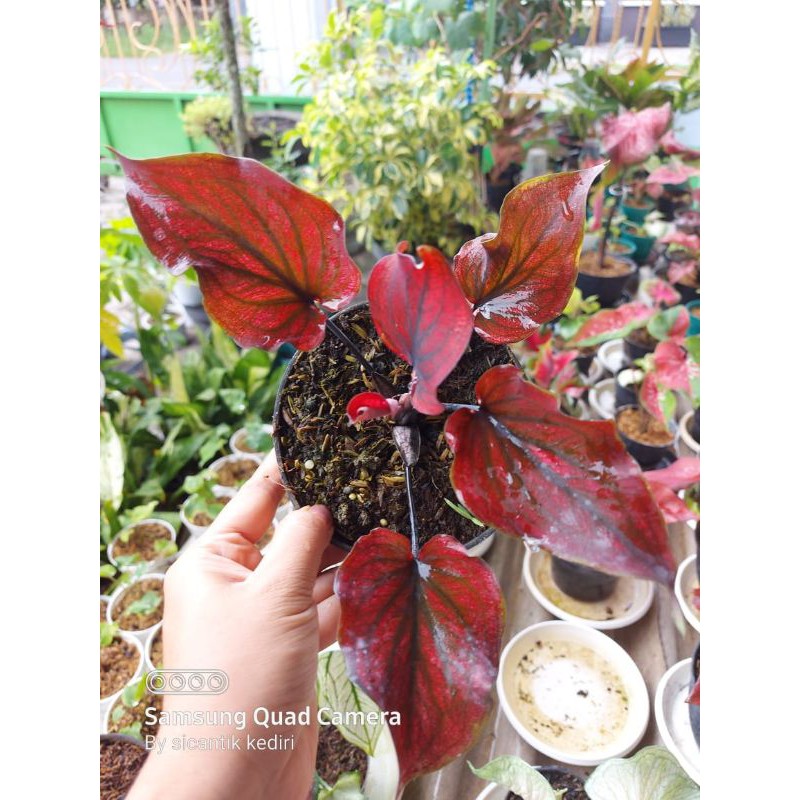 Bibit Caladium Red Stone