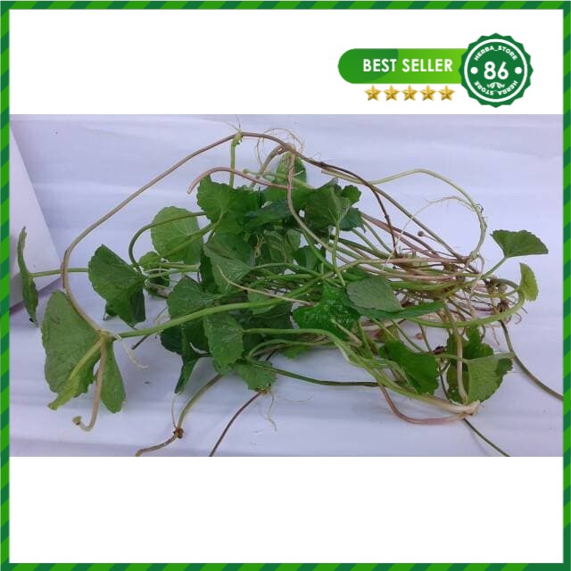 

PEGAGAN ANTANAN SEGAR 100 GRAM