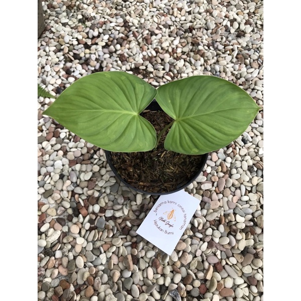 Homalomena Variegata Ghost