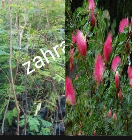 BIBIT KALIANDRA MERAH 50CM // KALIANDRA // PAKAN TERNAK