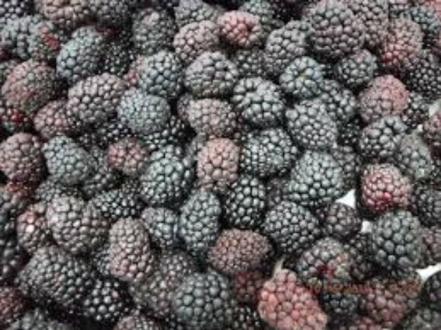 Surabaya frozen mix berries blueberry blackberry lingonberry raspberry berry mixberry