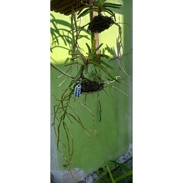 anggrek vanda mini