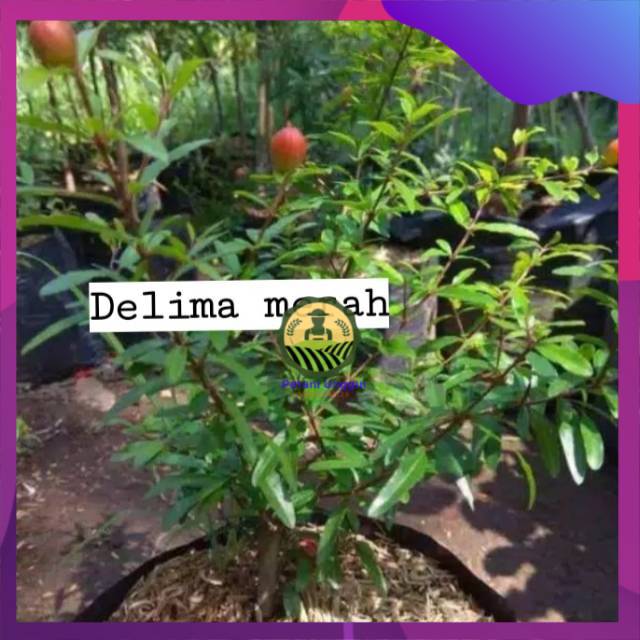 Bibit delima merah super
