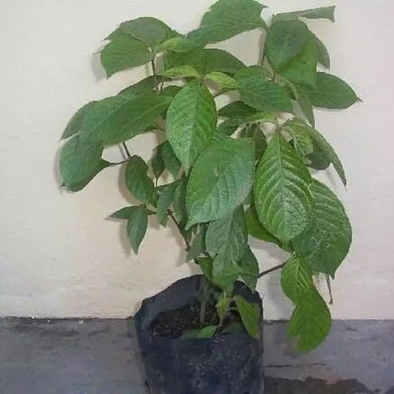 Pohon Keji Beling / Pecah Beling - Tanaman Herbal Daun Keji Beling / Pecah Beling