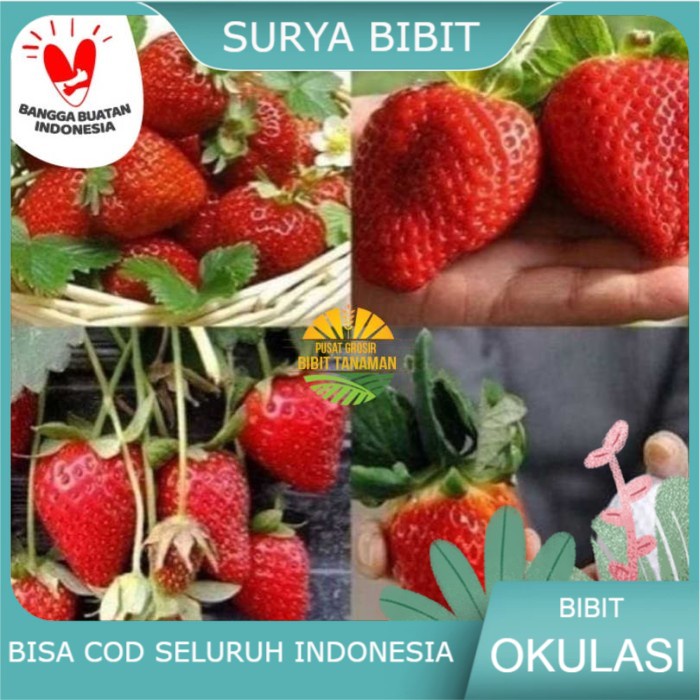 Bibit strawberry jumbo