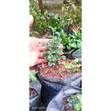 Bibit hokiantea mikro buah bonsai semai dari biji