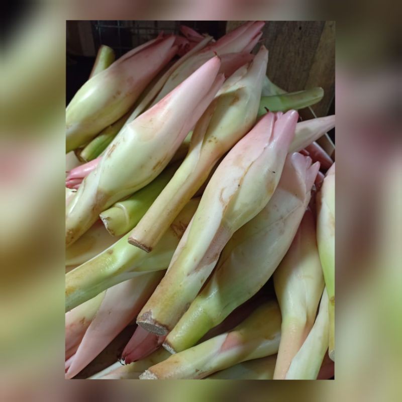 

kencong ,kincong ,kecombrang bunga rias 1000grm