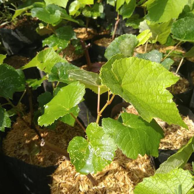 oxy bibit anggur merah tanaman buah anggur / pohon anggur super t4b m3rauke