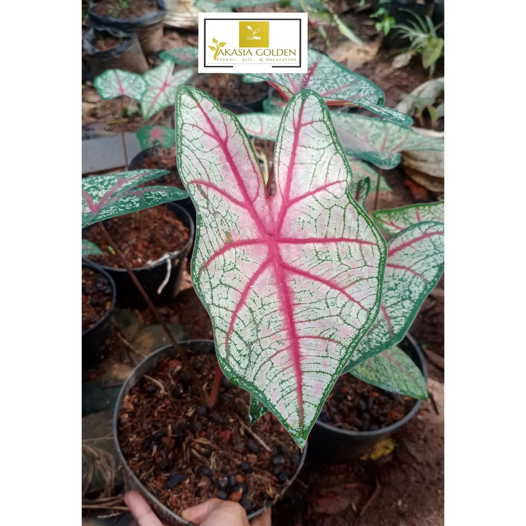 Keladi Red Bone/Caladium white Queen keladi Tulang merah