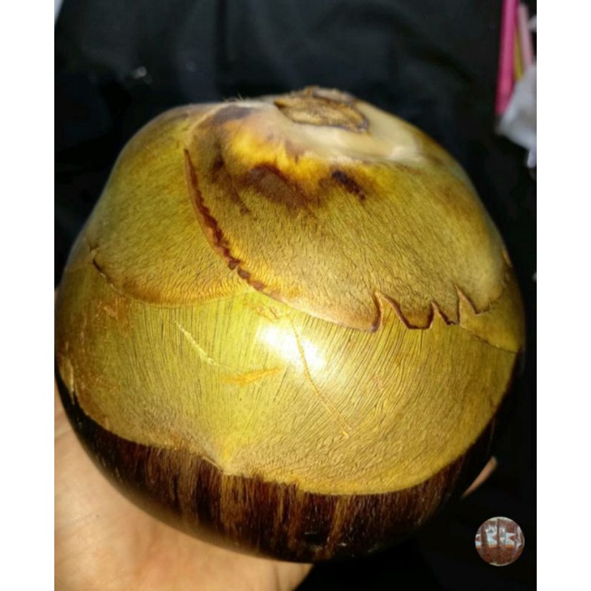 Buah LONTAR Buah Siwalan Asli Sumenep Madura original buah Ende bukan dari Tuban Rembang