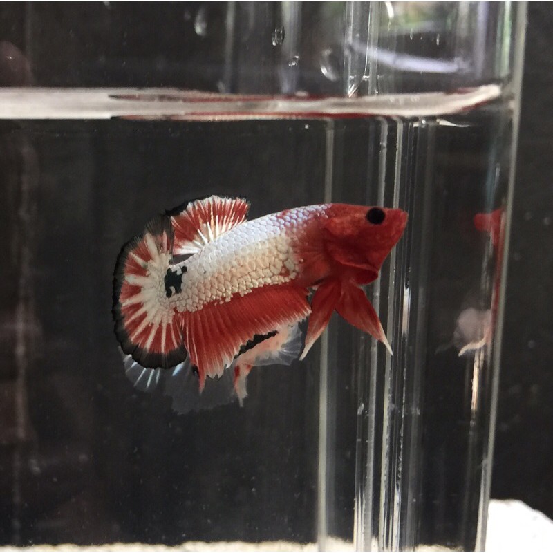 Cupang FCCP Black Banding (PREMIUM QUALITY)