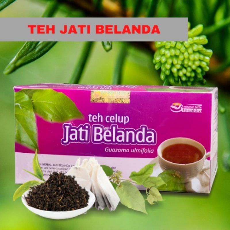 

Teh herbal daun jati Belanda minuman kesehatan diet alami