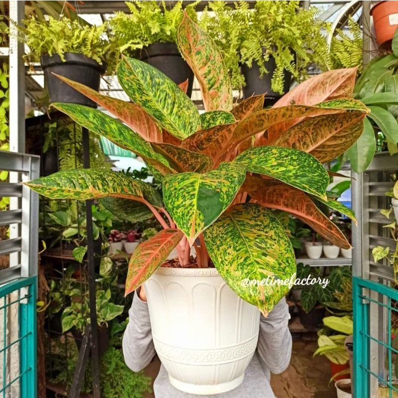 Aglonema big roy (Tanaman hias aglaonema big roy) - tanaman hias hidup - bunga hidup - bunga aglonem