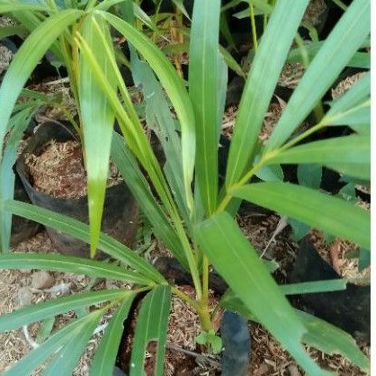 

bibit pohon palem kuning