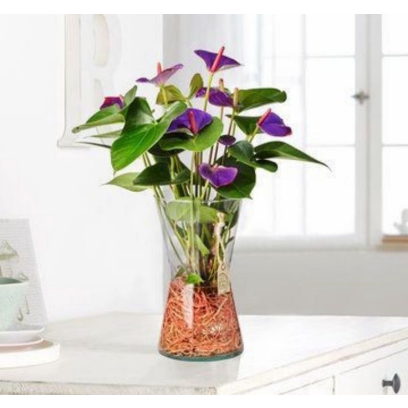 PROMO Tanaman Hias Anthurium Mickey Mouse Bunga Ungu kecil / anturium bunga