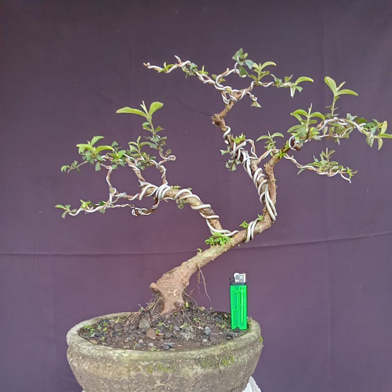 bonsai pohon jambu biji