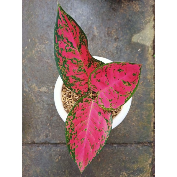 aglonema big Apple/merah putih