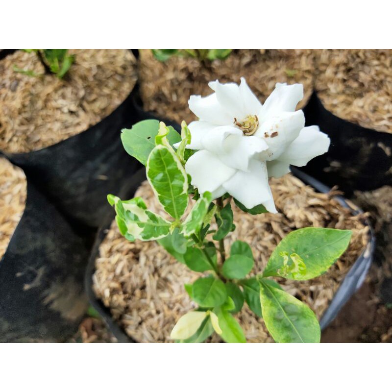 Bunga kaca piring/Melati kaca piring Varigata