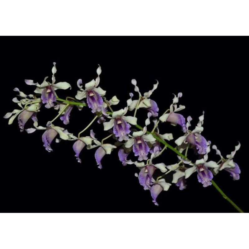 kekii anggrek dendrobium nindii