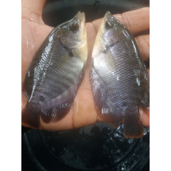 bibit ikan gurame