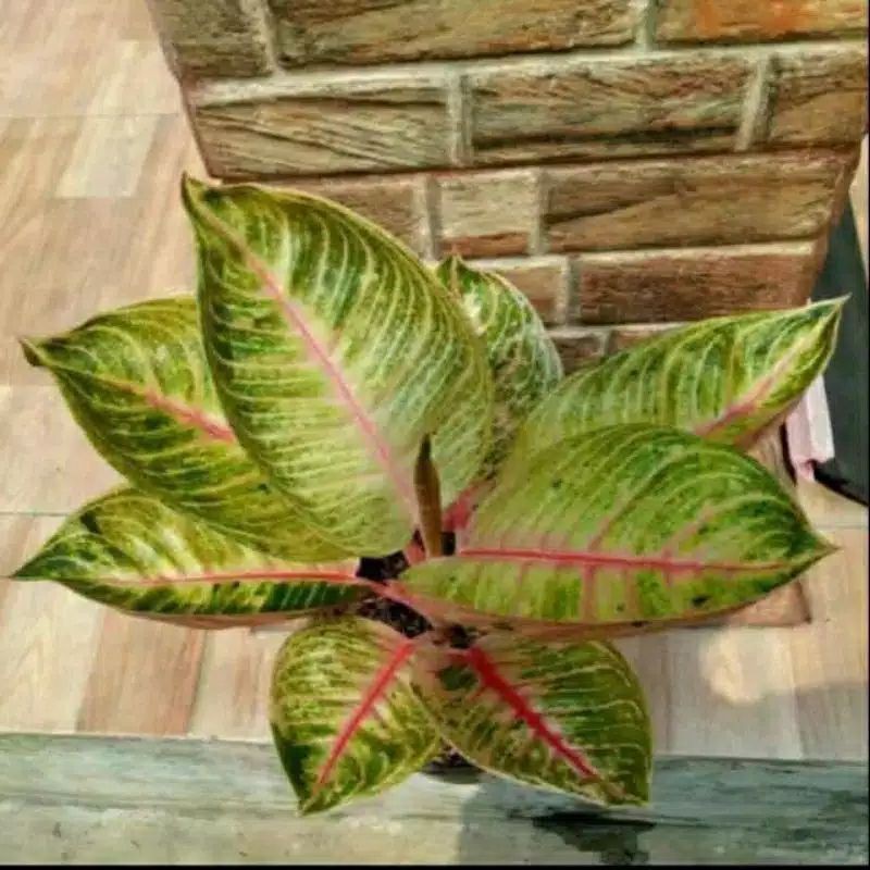 Tanaman hias Aglonema Moonlight - Aglonema Moonlight