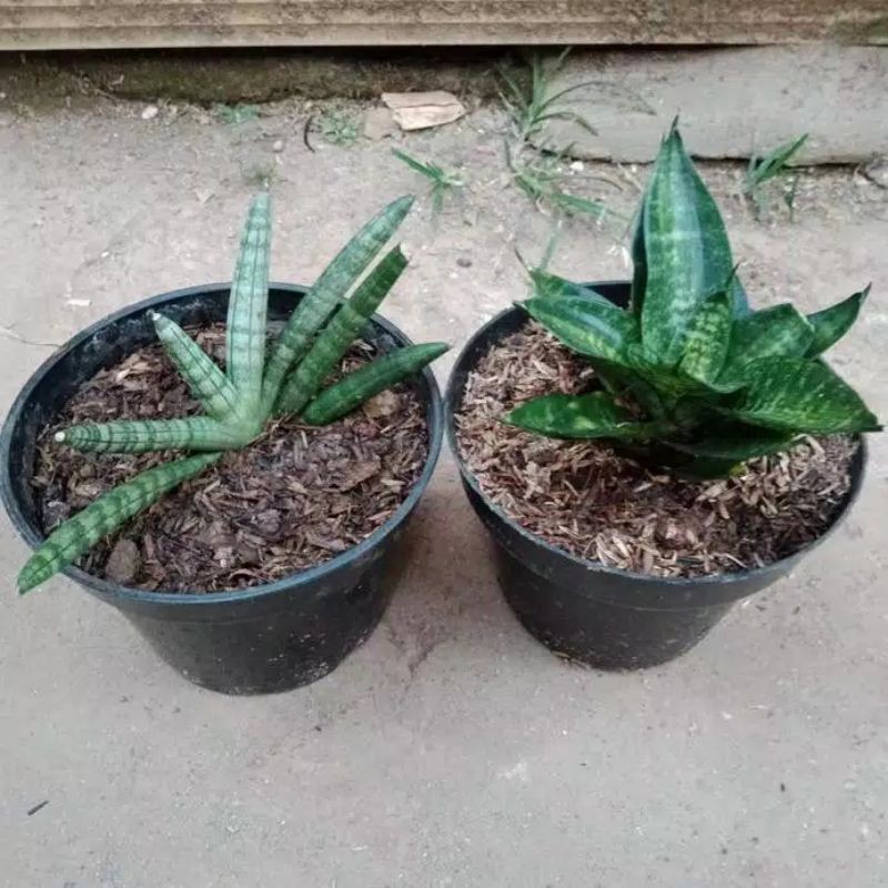 PQKET TANAMAN HIAS SANSIVERA BONCEL DAN SANSIVERA KODOK MINI