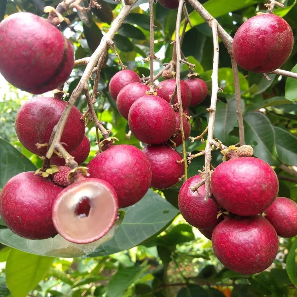 Bibit Tanaman Buah Kelengkeng Merah/Tanaman Kelengkeng Merah Okulasi Cepat Berbuah( (Jaminan Original)