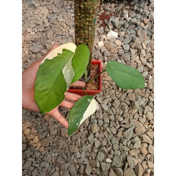 syngonium chiapense Varigata