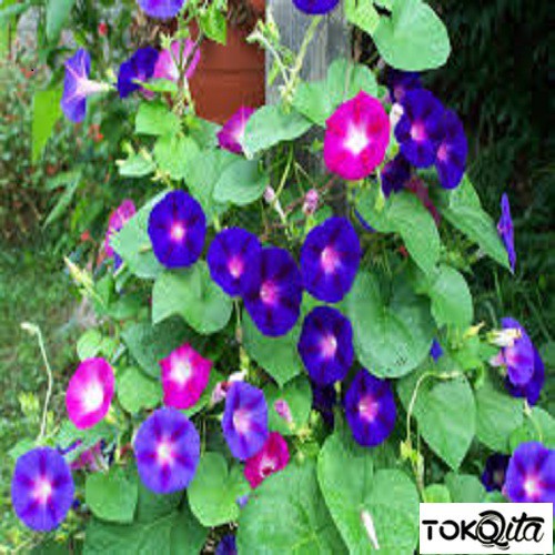 MORNING GLORY MIX F1 MR FOTHERGILLS MIX SEEDS
